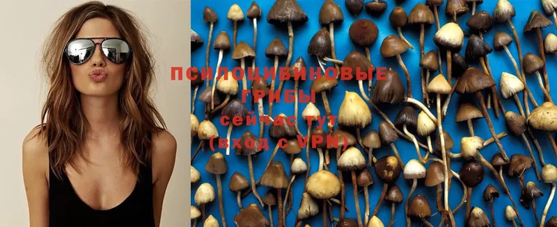 купить наркотики цена  Амурск  Галлюциногенные грибы Psilocybe 